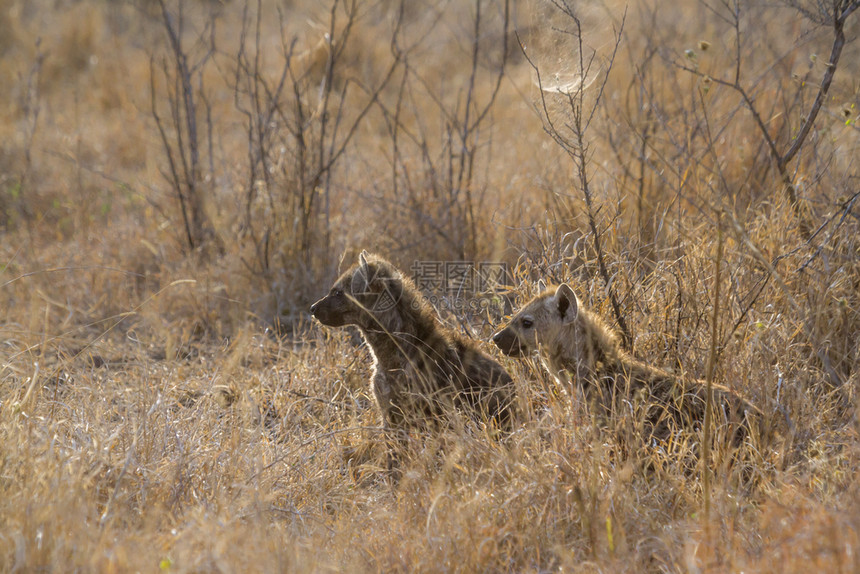 在非洲南部的Kruge公园发现hyaen非洲南部的Kruge公园发现hyaenid家庭发现hyaen图片