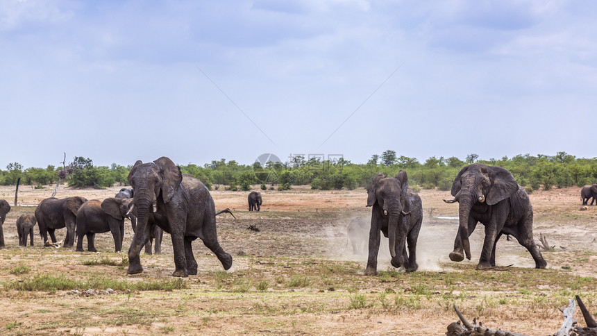 非洲灌木大象在南部非洲的Kruge公园中运行和充电非洲大象的Speiloxdntafricn家庭图片