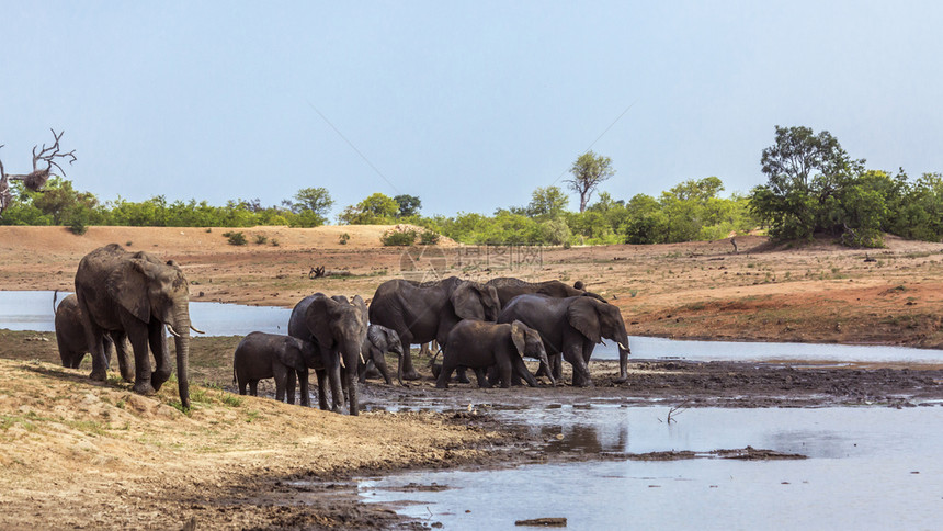 非洲灌木大象在湖边非洲南部的Kruge公园非洲大象家族的Speciloxdntafricn家庭图片