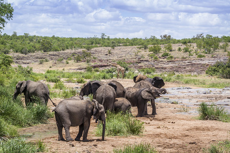 南非洲Kruge公园有长颈鹿的非洲灌木大象小群非洲的家庭图片