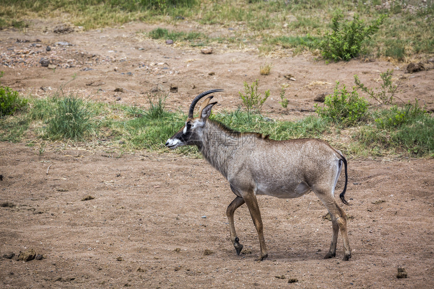 南非洲Kruge公园的热带羚羊在草原上行走非洲南部Kruge公园的Roantelop在草原上行走非洲南部Kruge公园的Roan图片