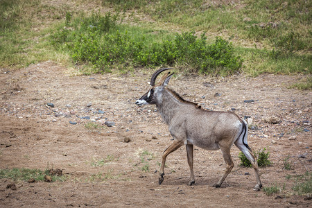 库罗贝南非洲Kruge公园的热带羚羊在草原上行走非洲南部Kruge公园的Roantelop在草原上行走非洲南部Kruge公园的Roan背景