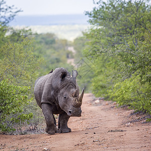 蒂瓦希普纳姆南部非洲Kruge公园的南部白犀牛走前观南部非洲Kruge公园的南部白犀牛家庭南部非洲Kruge公园的南部白犀牛背景