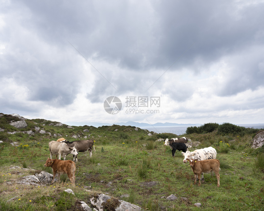 克里半岛上的牛群和沿克里河环边的伊莱兰图片