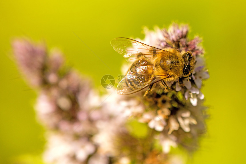 蜜蜂在夏季德国的一朵薄荷花上图片