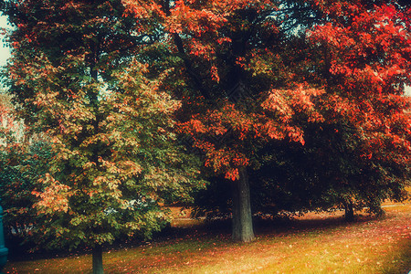 在城市公园的树上秋天背景的树上涂满了彩色的叶子图片