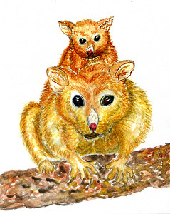 手画插图水彩色可爱的卡通金负鼠或澳洲图片