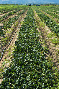 菠菜农场当地有机绿色蔬菜农业生物产概念图片