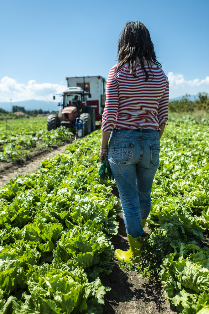 在生菜冰山田里穿着绿靴的女人农夫在工业菜园里图片