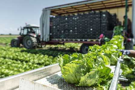 自动生产菜的拖拉机农场田地的生菜冰山采摘机农业自动化的概念背景