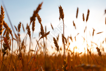 田野上小麦的金子耳朵日光田上小麦的金子耳朵图片