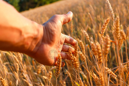 农户在日落时手摸小麦耳朵农户在日落时手摸熟麦耳朵图片