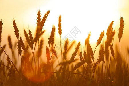 田野上小麦的金子耳朵日光田上小麦的金子耳朵图片