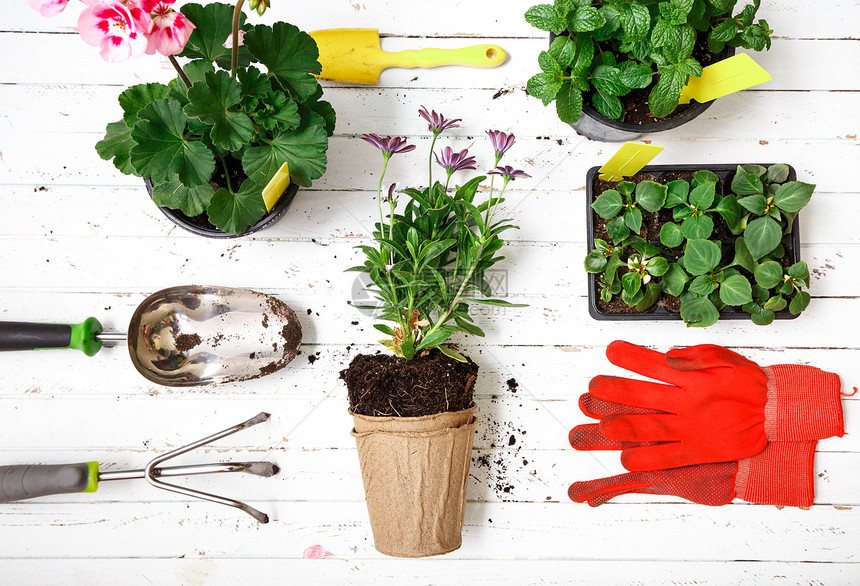 用于在后院种植的园艺工具手套和花盆中的用于在后院种植的园艺维护和爱好概念图片