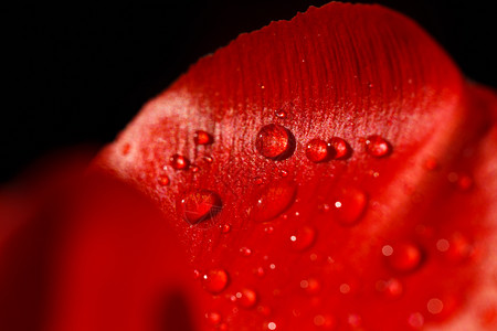 枚红色花瓣雨背景花的高清图片