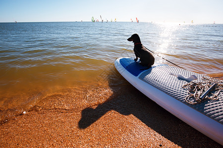 可爱的黑狗准备冲浪背景图片