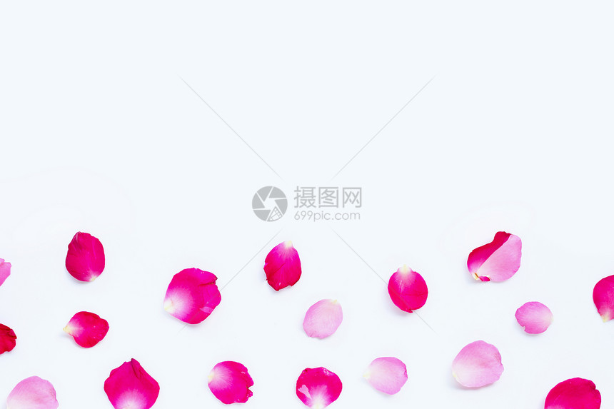 白色背景上孤立的玫瑰花瓣复制空间图片