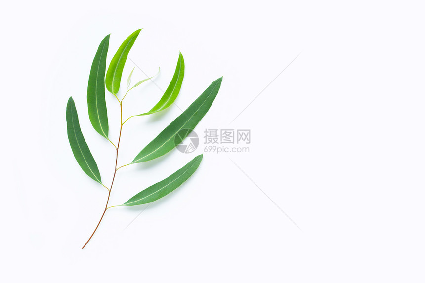 绿色eucalypts分支白色背景复制空间图片