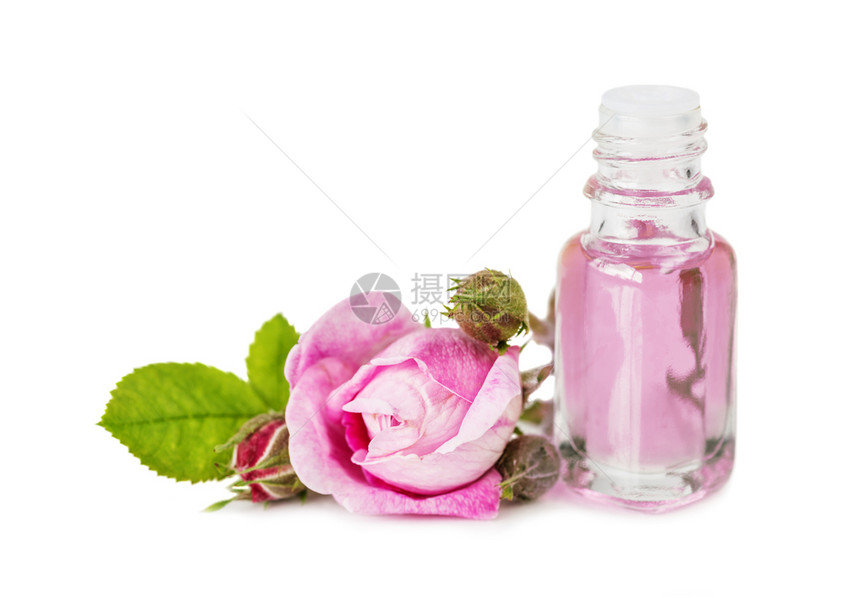 花朵与玫瑰基本油和粉红玫瑰花隔绝在白色背景上图片