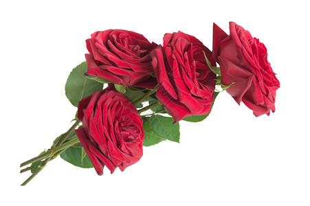 四朵豪华红玫瑰花束的美丽配有天鹅绒花瓣和绿叶子在白色背景上隔绝图片