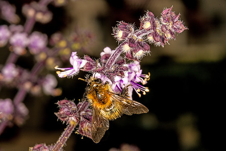 卑微的蜜蜂花上Basil花朵上高清图片