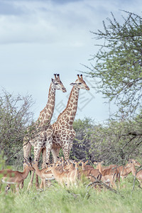非洲南部Kruge公园的长颈鹿夫妇和黑头鲸非洲南部Kruge公园的长颈鹿非洲南部Girafde的长颈鹿家庭背景图片