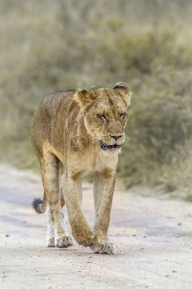 非洲狮子在南部Kruge公园的泥土路上行走非洲南部Kruge公园的非洲狮子Felida的SpciPanthrlo家庭图片