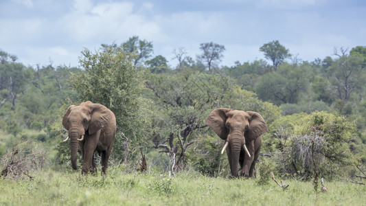 在非洲南部Kruge公园绿草原上行走的两头非洲灌木大象的家族图片