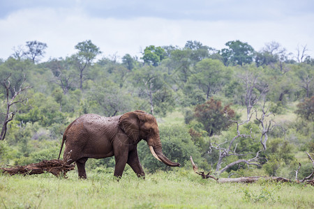 非洲灌木大象在南非洲Kruge公园的绿灌木中行走非洲大象的家庭图片