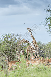 小羚羊哺乳动物风景高清图片