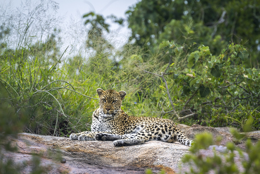 位于非洲南部Kruge公园的岩石上非洲南部Kruge公园的Pepianthrpdus家庭非洲南部Kruge公园的豹图片