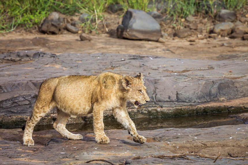 非洲青年狮子在南部的Kruge公园的岩石上行走非洲南部的felida的SpciPanthrlo家庭图片