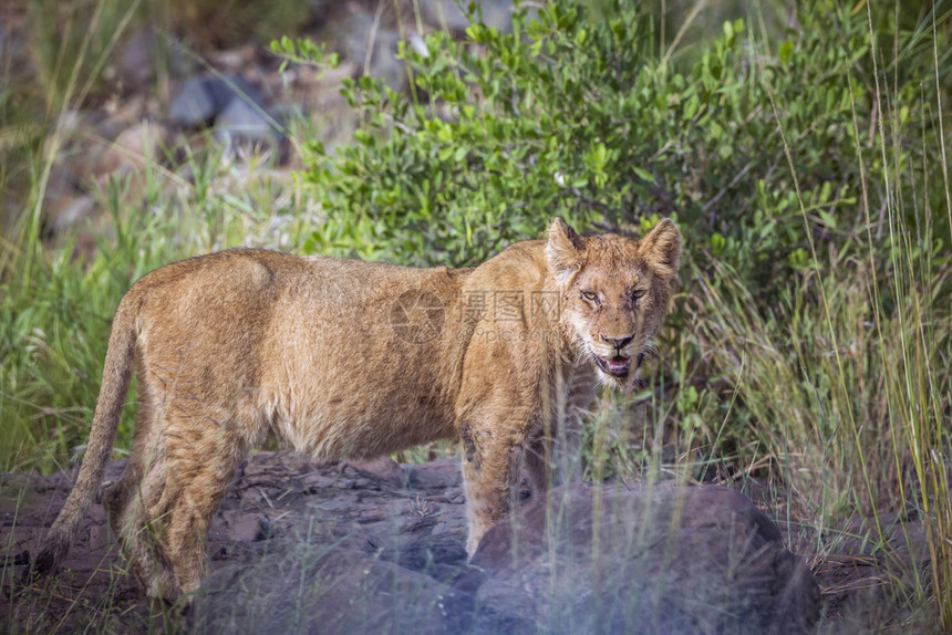 非洲青年狮子藏在非洲南部Kruge公园的绿灌丛中Felida的SpciPanthrlo家庭图片
