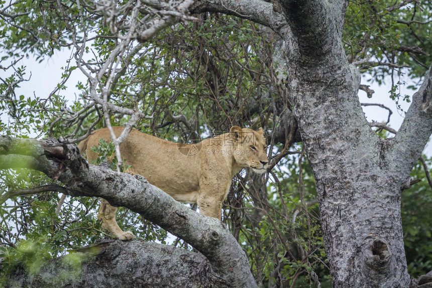 南非洲Kruge公园一棵树上的非洲狮子Felida的PnthrLo家族图片