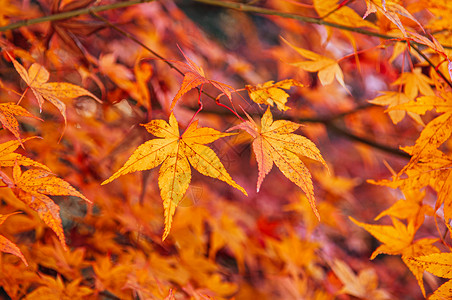 娜吉玛壁纸黄色秋的叶紧贴详细背景日本色彩多的季节变化概念自然景点壁纸背景