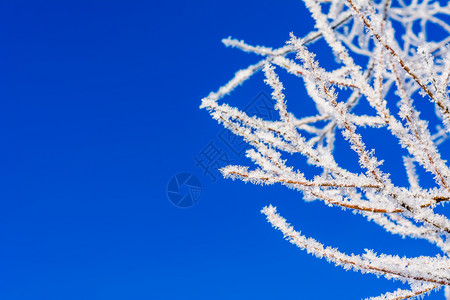 冬季背景蓝色天空纹理上有白色冻树枝复制空间图片