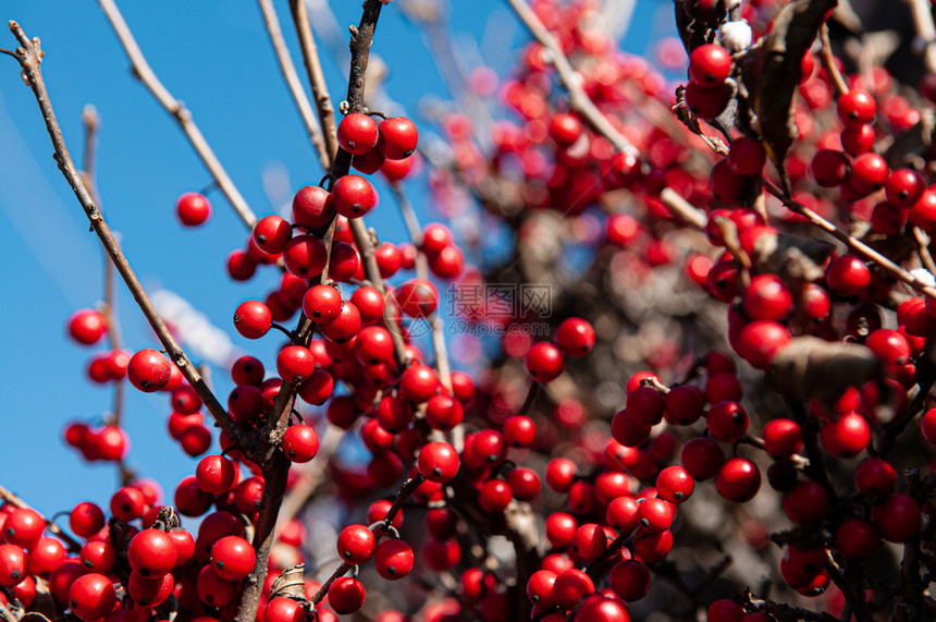 小红的冬莓或在树枝上的胡萝卜以蓝天空背景关闭细节图片