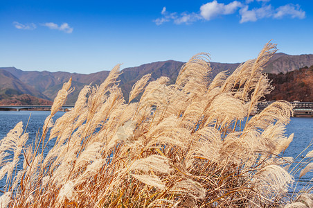 芦苇荡背景图片