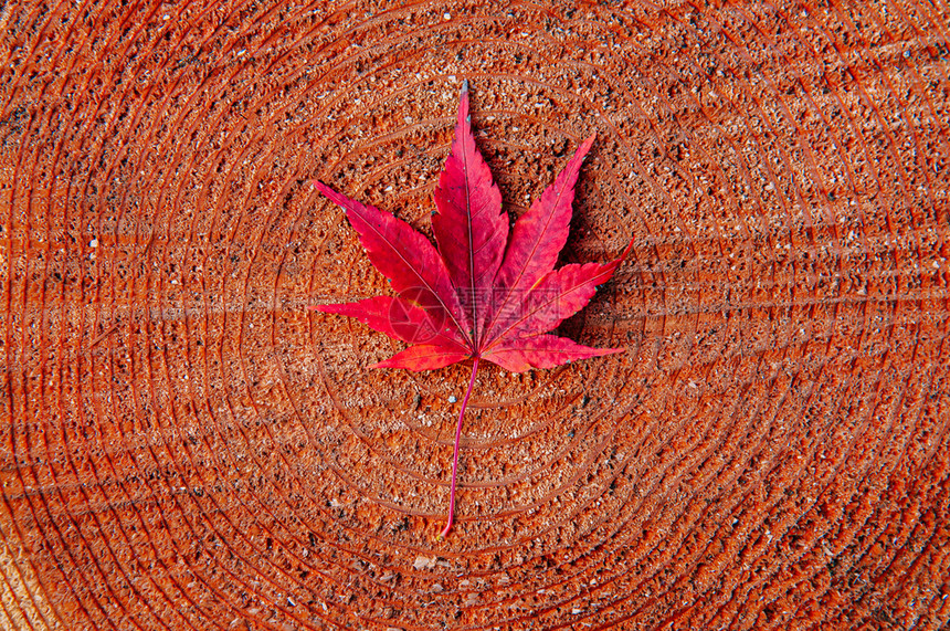 红秋树干上七叶紧详细背景日本色彩多的季节变化概念自然场景壁纸图片