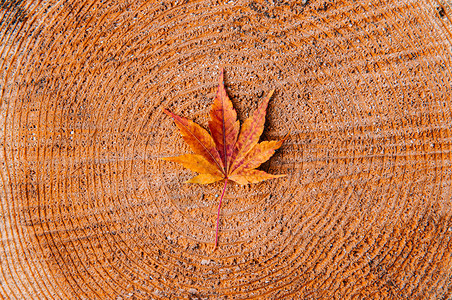 树干上七叶关闭详细背景日本色彩多的季节变化概念自然场景壁纸图片