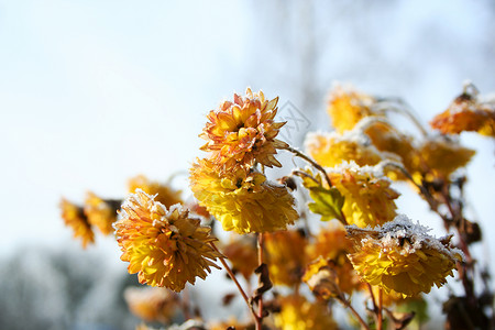 黄色菊花覆盖雪黄色朵覆盖霜冻黄色菊花覆盖雪霜图片