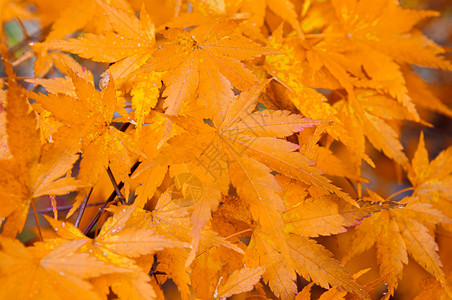 黄色秋天7叶子紧贴详细背景日本色彩多的季节改变自然景点概念色壁纸图片
