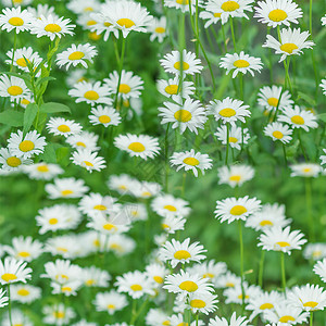 自然无缝图案许多白色甘菊花朵在绿春草地的紧贴上图片