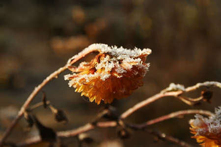 黄色菊花覆盖雪黄色朵覆盖霜冻黄色菊花覆盖雪霜高清图片