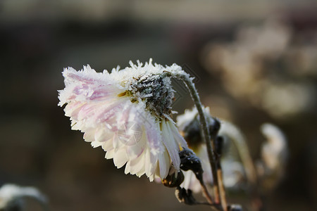 花被单白花被霜覆盖背景