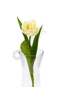 玻璃罐中3个黄色的郁金香白背景的春花郁金香图片