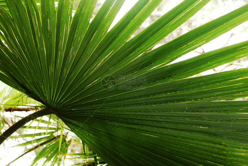 棕榈叶植物纹理夏季概念摄影壁纸图片