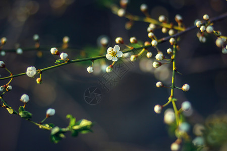 春开樱花图片