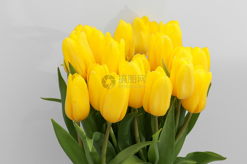 白色的黄郁金花朵在白色背景上分离用于创作设计和装饰白色的黄郁金花朵用于创作设计和装饰图片