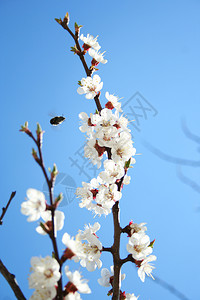 开兴果盛开有授粉蜜蜂的杏树春开果樱花枝背景